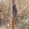 Acronicta rumicis